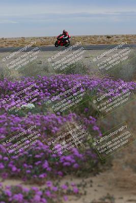 media/Jan-14-2023-SoCal Trackdays (Sat) [[497694156f]]/Turn 14 Exit Bloomig (145pm)/